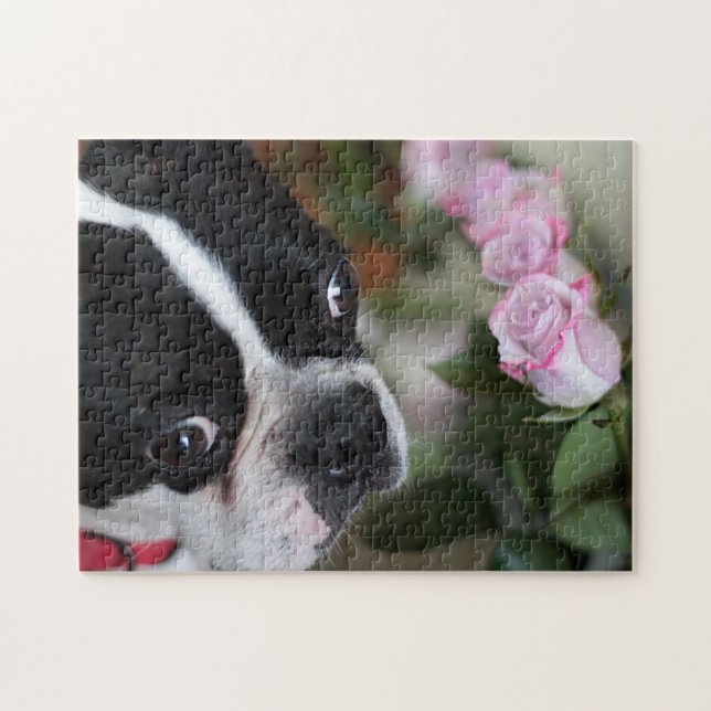 Boston-Terrier Puzzle (Horizontal)