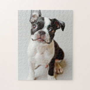Boston Terrier Puzzle