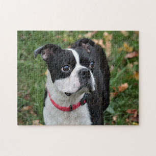 Boston-Terrier Puzzle