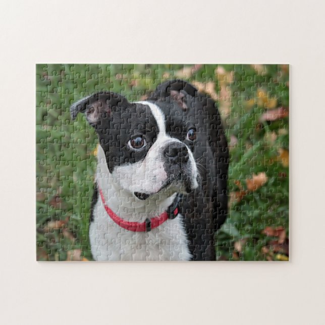 Boston-Terrier Puzzle (Horizontal)