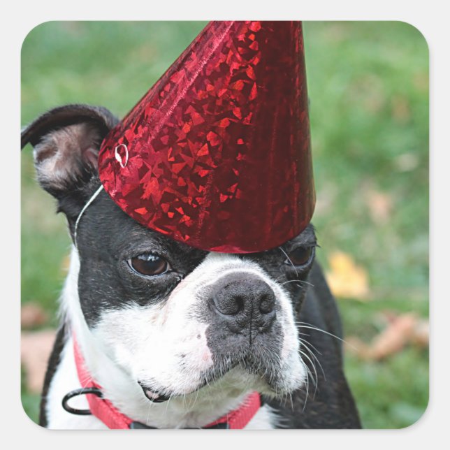 Boston Terrier Quadratischer Aufkleber (Vorderseite)