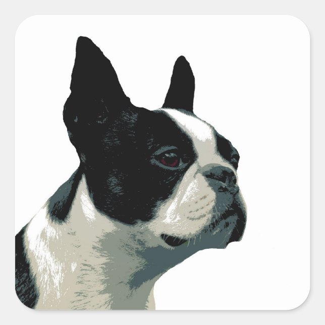 Boston Terrier Quadratischer Aufkleber (Vorderseite)