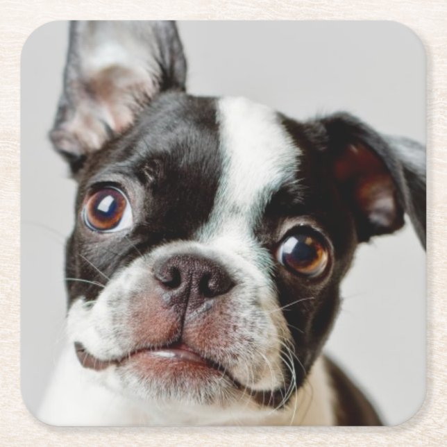 Boston Terrier Rechteckiger Pappuntersetzer (Vorderseite)