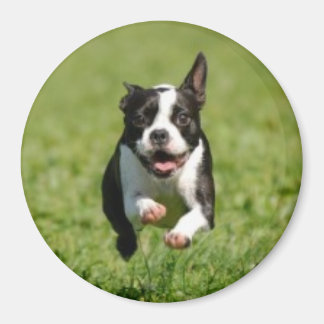 Boston Terrier Running Magnet