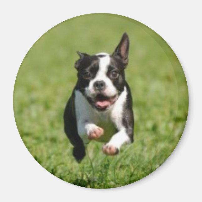 Boston Terrier Running Magnet (Vorne)