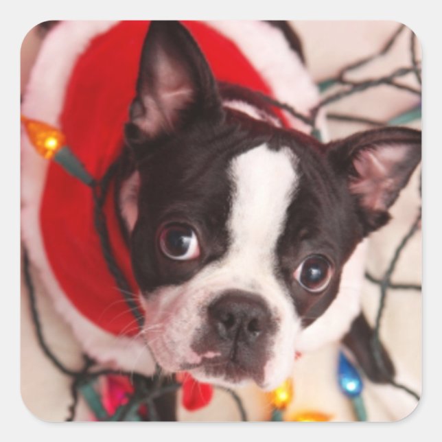 Boston Terrier Santa in Twinkling Lights Stickers (Vorderseite)