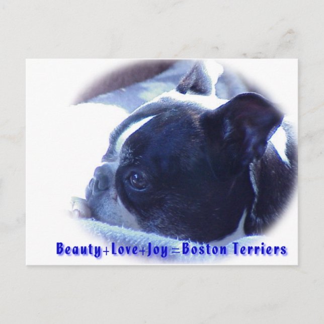 Boston Terrier:  Schönheit, Liebe, Freude Postkarte (Vorderseite)