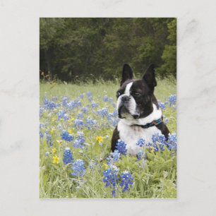 Boston Terrier sitzt auf einem Feld von Blue Bonne Postkarte