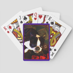 Boston Terrier spielt Karten Spielkarten