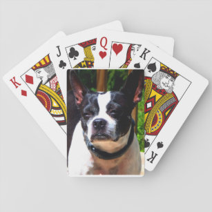 Boston Terrier spielt Karten Spielkarten