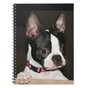 Boston Terrier stellen gegenüber Notizblock