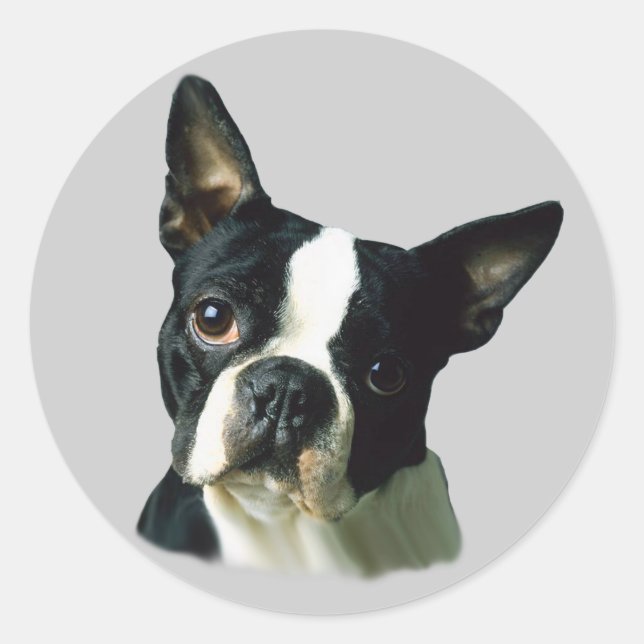 Boston Terrier Sticker (Vorderseite)