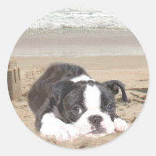 Boston Terrier Sticker Sandcasts