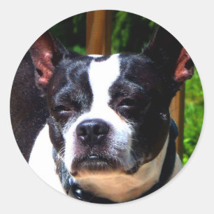 Boston Terrier Stickers