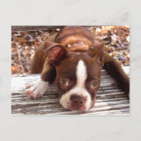 Boston Terrier Sympathy Card