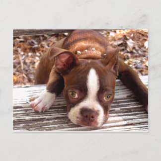 Boston Terrier Sympathy Card Postkarte
