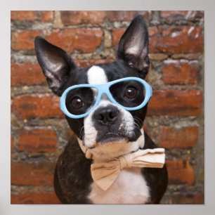 Boston-Terrier-tragende Sonnenbrillen und eine Poster