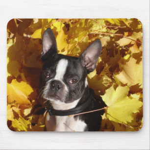 Boston-Terrier umgeben durch Herbstlaub Mousepad