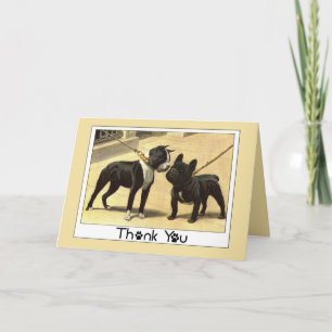 Boston Terrier und Französische Bulldogge Danke