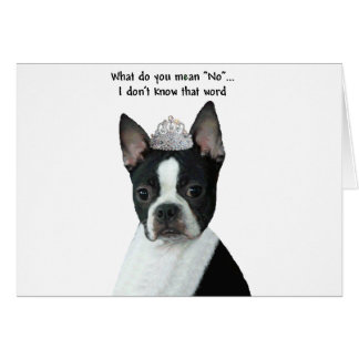 Boston Terrier: Was Gemein du "Nein"?