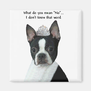 Boston Terrier:  Was tun Sie gemein "nein"? Magnet