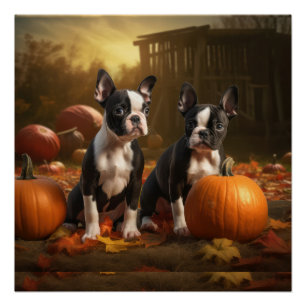 Boston Terrier Welpe Autumn Delight Pumpkin Poster