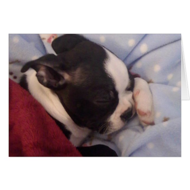 Boston Terrier Welpe BLANK (Vorderseite (Horizontal))