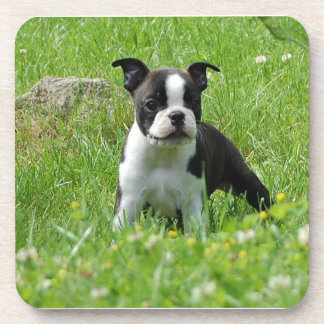 Boston-Terrier-Welpe im Wiesen-Untersetzer-Set Untersetzer