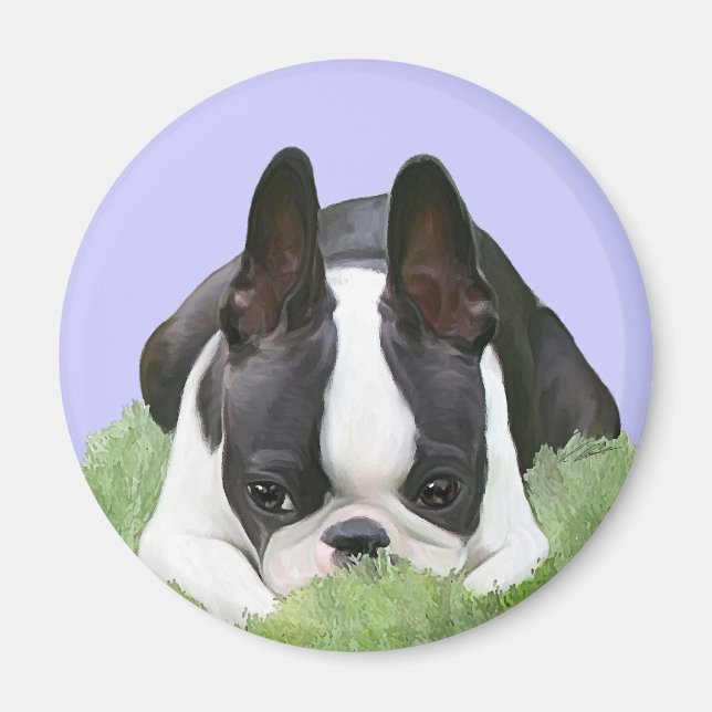 Boston Terrier Welpe Magnet (Vorne)
