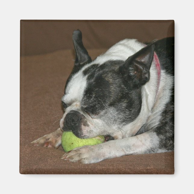 Boston Terrier with Tennis Ball - Foto Magnet (Vorne)
