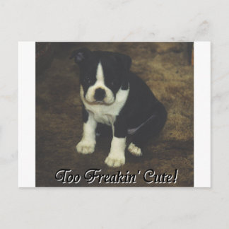 Boston Terrier: Zu Freakin' Niedlich Postkarte