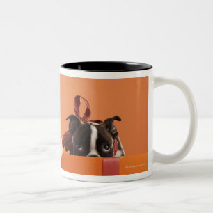 Boston-Terrierwelpe in den Geschenkboxen Zweifarbige Tasse