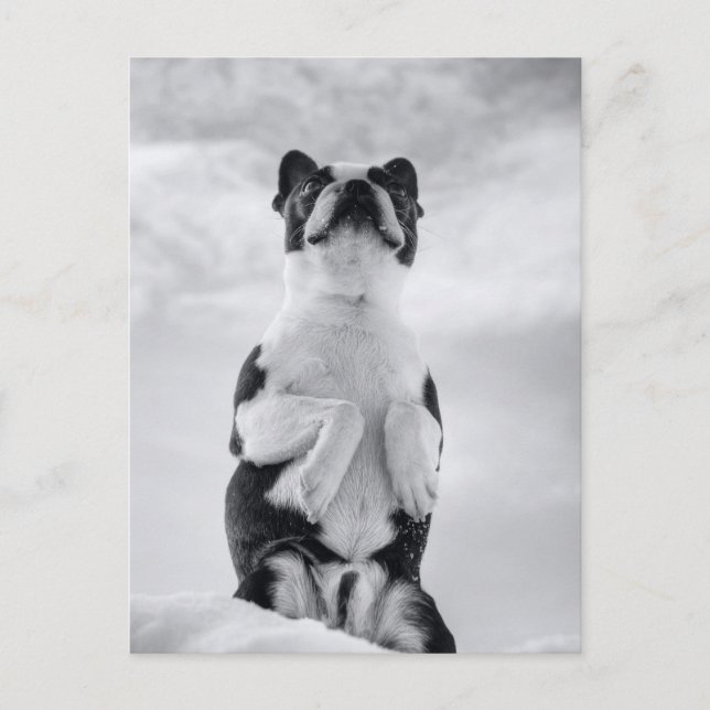 Boston Terrior Praying Postkarte (Vorderseite)