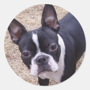 bostonterrier runder aufkleber