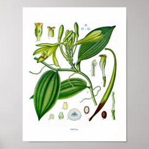 Botanical At:Vanilla Plants Poster