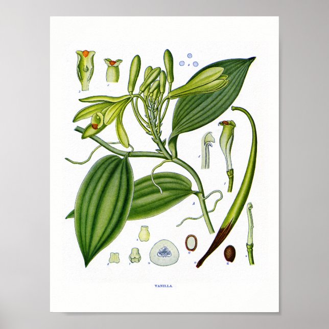 Botanical At:Vanilla Plants Poster (Vorne)