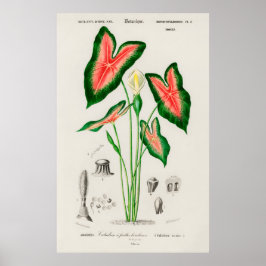 Botanical Caladium Illustration Poster