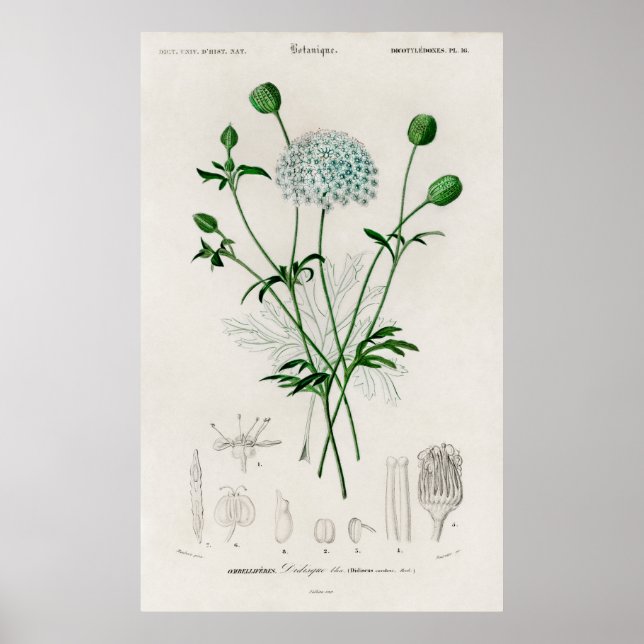 Botanical Garden Blue Wildflower Illustration Poster (Vorne)