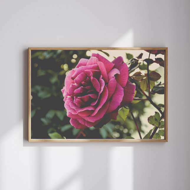 Botanical nature Wall Art Rose Print Poster (Von Creator hochgeladen)
