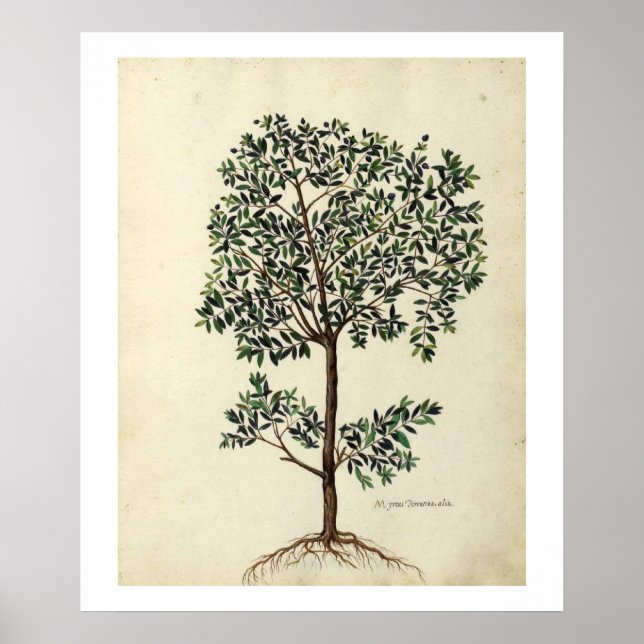 Botanical Olive Tree Poster Print (Vorne)