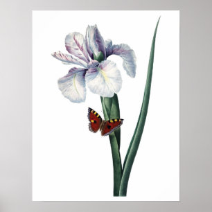 Botanical PREMIUM QUALITY print of iris Poster