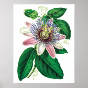 Botanical PREMIUM QUALITY print of passiflora Poster