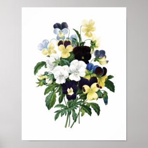Botanical print of PANSIES original by Redoute Poster