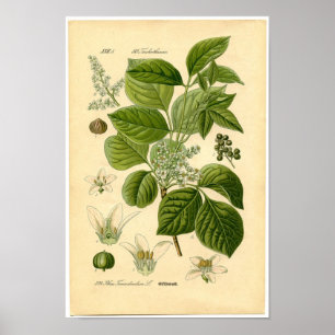 Botanical Print - Poison Ivy (Toxicodendron) Poster