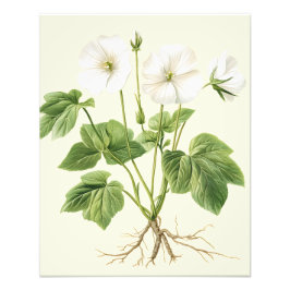 Botanical Vintage Floral Marsh-Mallow Poster