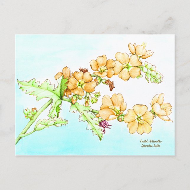 Botanical wildflower watercolor, globemallow postkarte (Vorderseite)