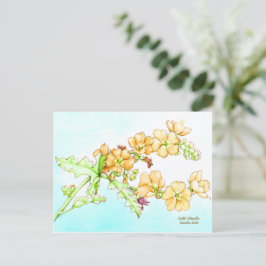 Botanical wildflower watercolor, globemallow postkarte