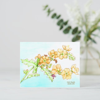 Botanical wildflower watercolor, globemallow postkarte