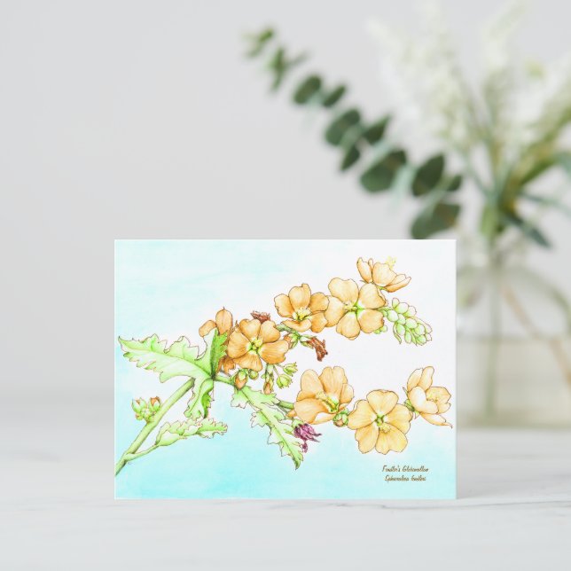 Botanical wildflower watercolor, globemallow postkarte (Stehend Vorderseite)