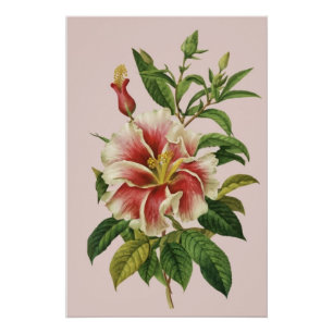 Botanicale Vintage Blume Modernes Art II Poster